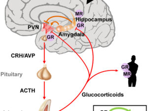 Stress Reactivity