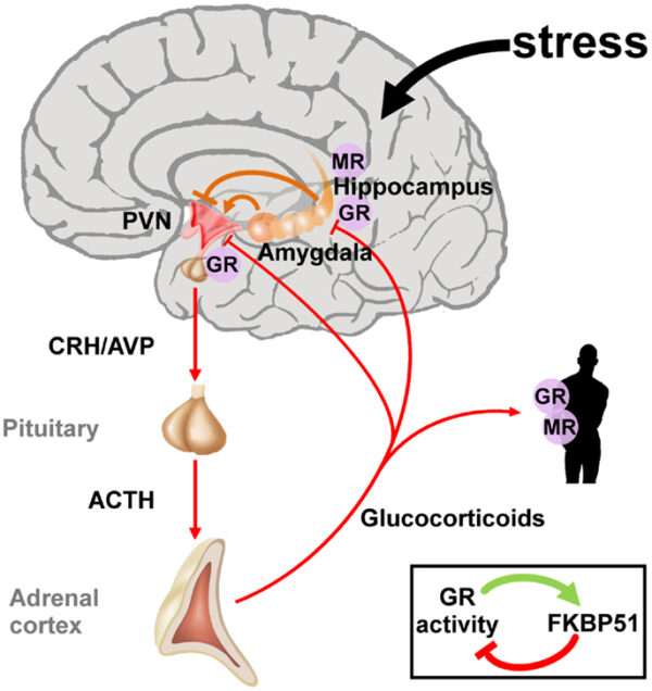 Stress Reactivity